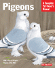 information about pigeons