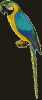 parrot food