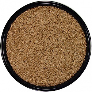 canary seed