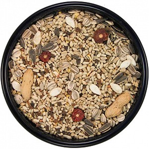 parrot diet