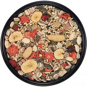 parrot bird food