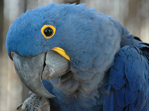 Bird Toys & Supplies