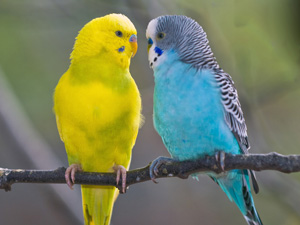 two parakeets