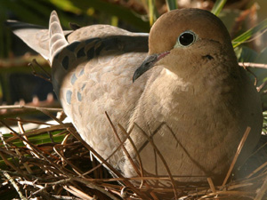 bird food dove food quail bird food parrot food bird food dove food quail bird food parrot food